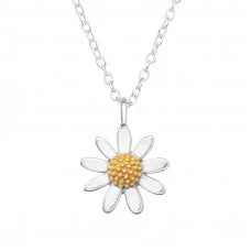 Coloured Daisy